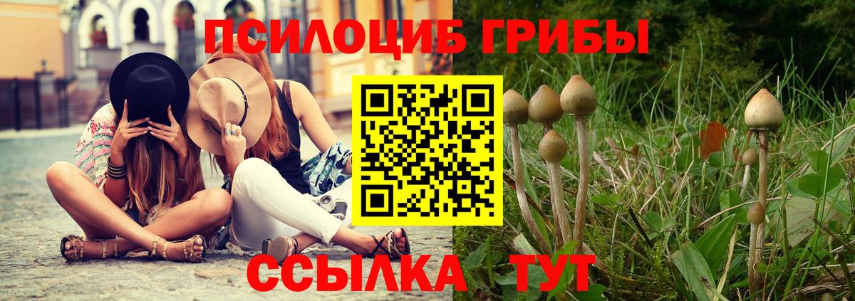 Галлюциногенные грибы Psilocybine cubensis Краснознаменск
